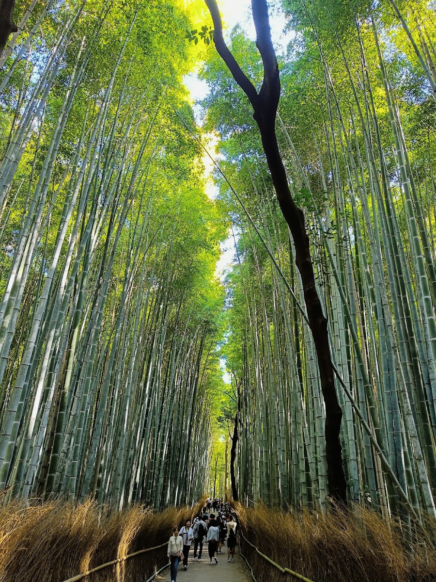 Arashiyama Bamboo Forest in Kyoto